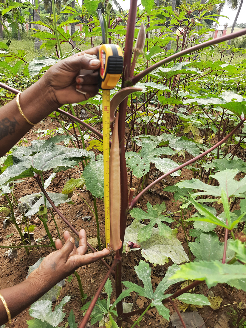 Measuring the 1ft native seed plant grown through organic farming